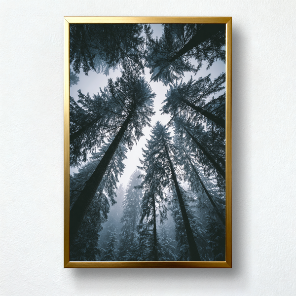 Echo Pines Paint by Numbers | Misty Forest Perspective Looking Up | PaintEasy