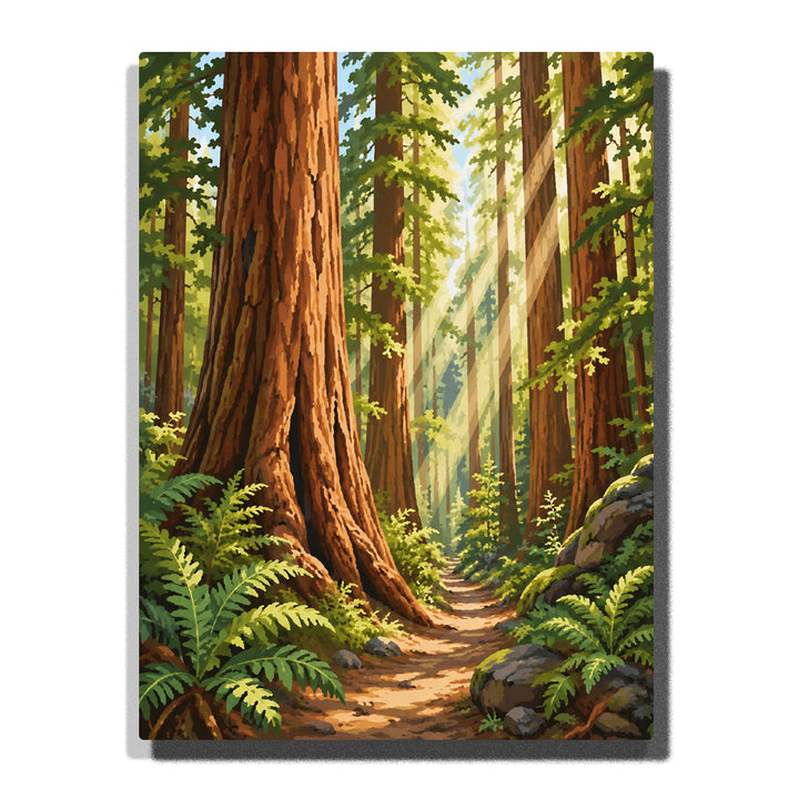 National park giant redwood forest trail with towering trees, sunlight rays, ferns, rocks and peaceful wilderness landscape Paint by Numbers by PaintEasy