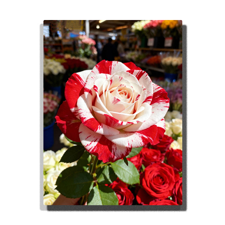 A close-up of a red and white striped rose with vibrant petals, surrounded by green leaves, set in a lively floral market background. The soft light highlights the intricate details of the flower in this Paint by Numbers artwork.