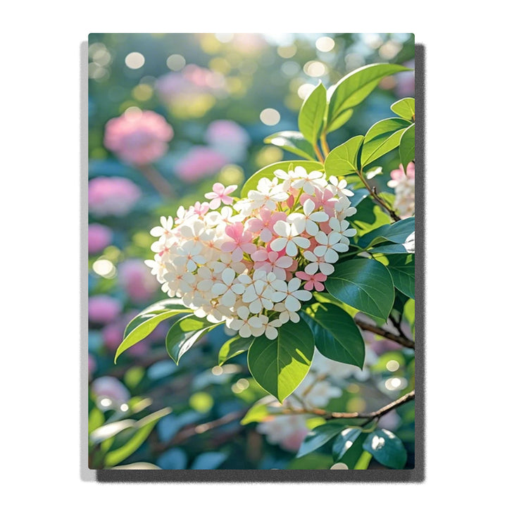 A white and blush hydrangea flower cluster with glossy green leaves against a softly blurred garden background in this Paint by Numbers artwork.